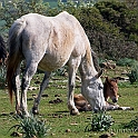 Nurri (40D_4012_2rid)